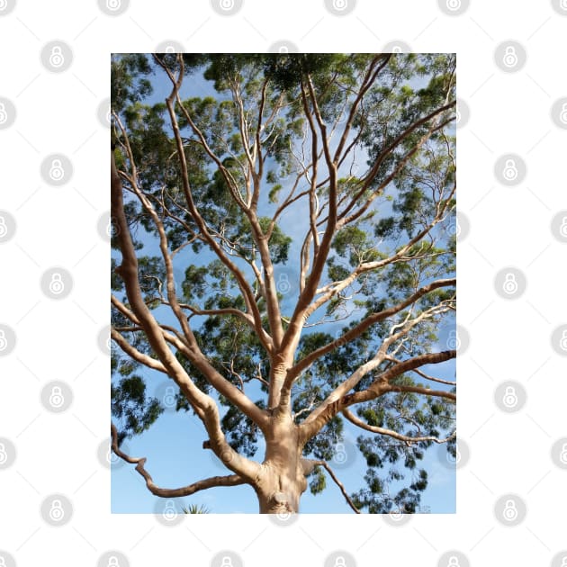 Gumtree Australia by PLANTONE