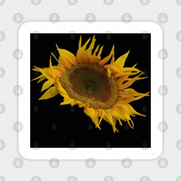 Sunflower design Magnet by Kielly