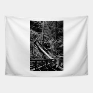 Muir Woods in Black and White. 2012 Tapestry