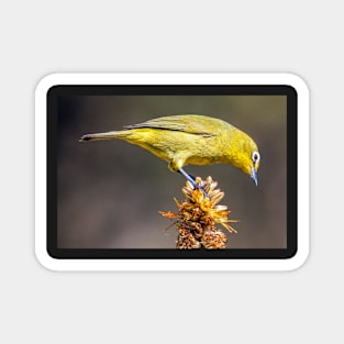 Cape White-eye, South Africa Magnet