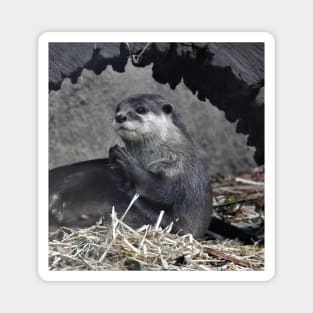 Asian Small-clawed Otter Magnet