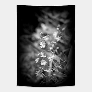 Speedwell wildflowers, black and white Tapestry