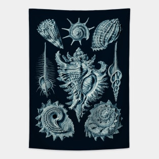 Ernst Haeckel Prosobranchia Sea Shells Cerulean Tapestry