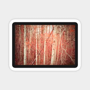 Autumn Birch Trees Magnet