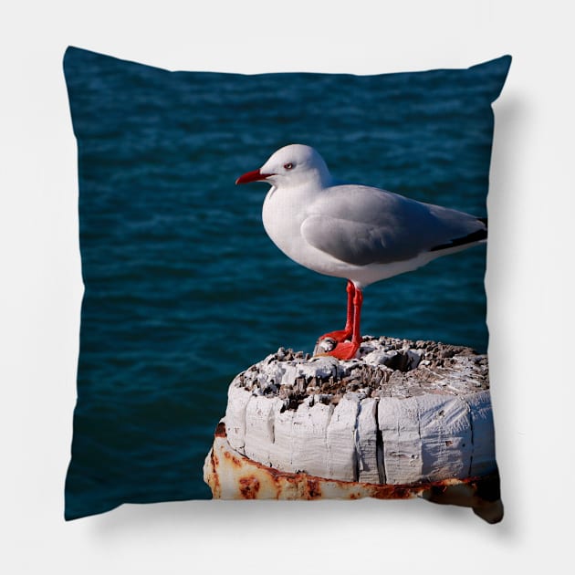 Seagull in the Sunlight Pillow by jwwallace