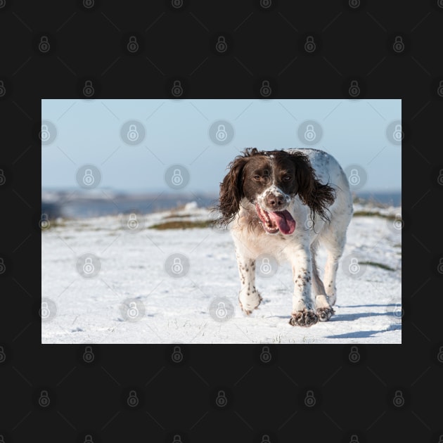 English Springer Spaniel by Robert john