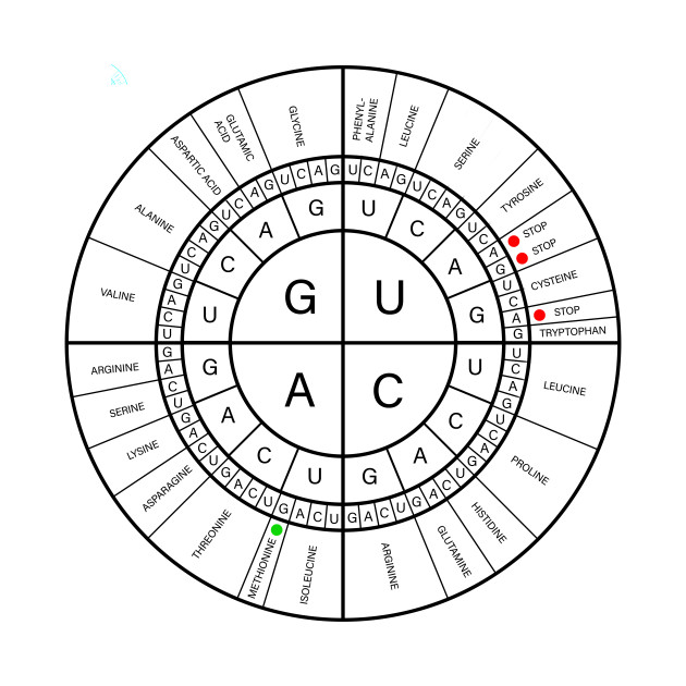 Mrna Codon Wheel