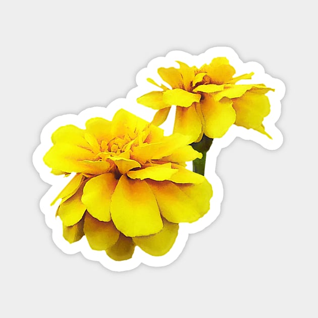 Two Yellow Marigolds Magnet by SusanSavad