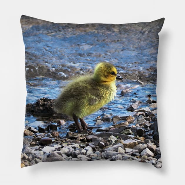 Gosling Walking Along The Water Pillow by BackyardBirder