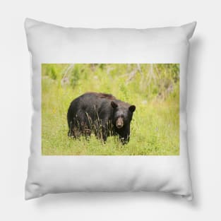 Black Bear in a pasture Pillow