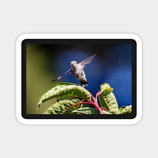 Hummingbird in flight Magnet