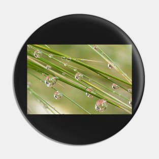 Water Drops on Grass Pin