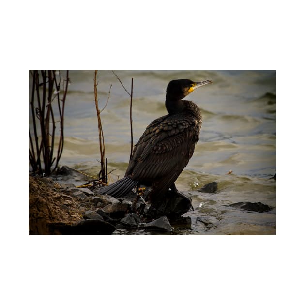 Cormorant resting in the winter sunshine by Violaman