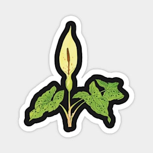 Arum maculatum - botanical illustration Magnet