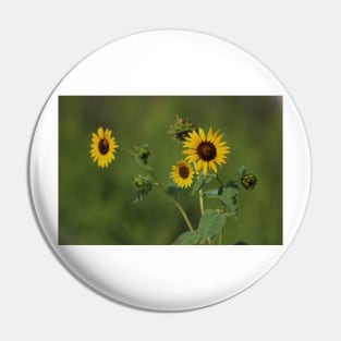 Kansas Country Wild Sunflower closeup Pin