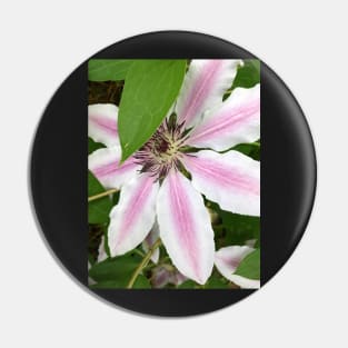 Shy Pink Clematis Pin