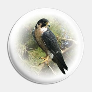 Falcon Pin