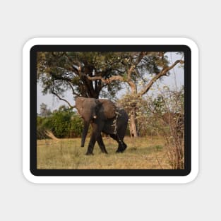 Young African Bull Elephant Magnet