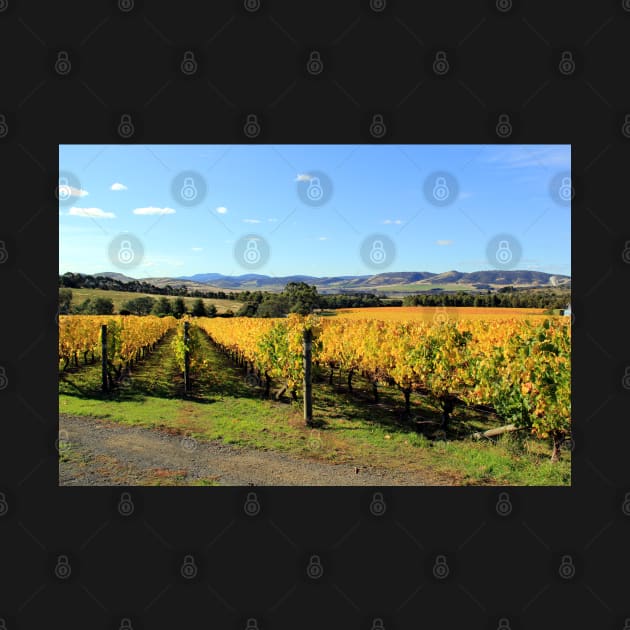 Autumn in the vineyard, Coal River Valley, Tasmania by Kirkcov