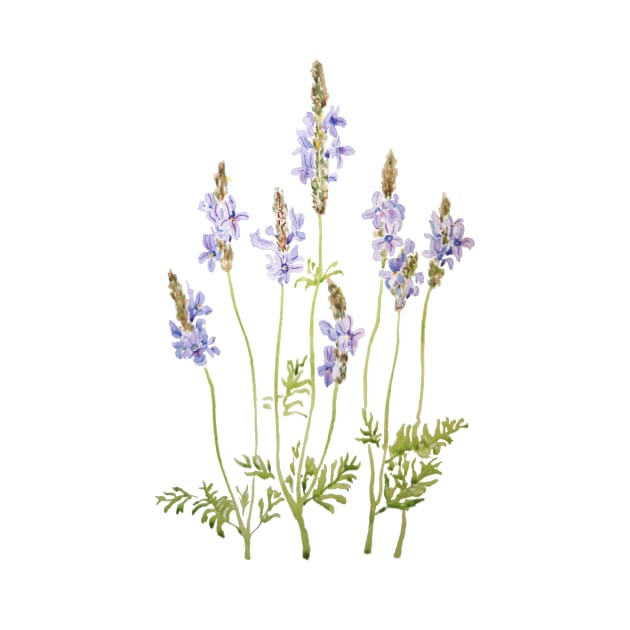 purple fernleaf lavender watercolor by colorandcolor