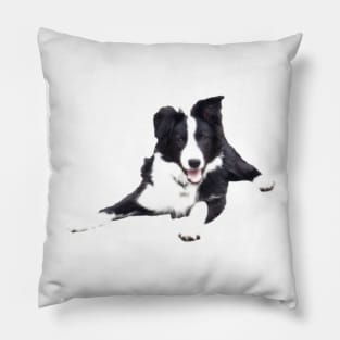 Border Collie on a white background Pillow