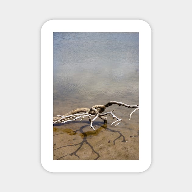 Driftwood Magnet by sma1050