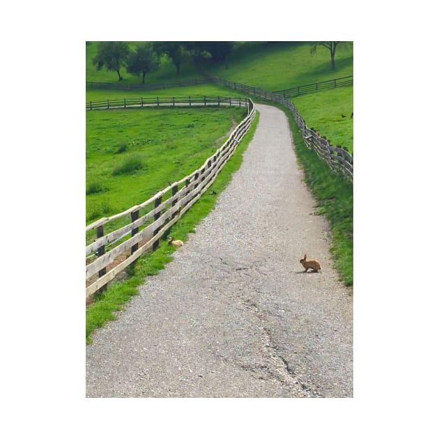 Bunny Crossing by ephotocard