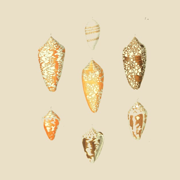 Sea Shells by ripebloodorange