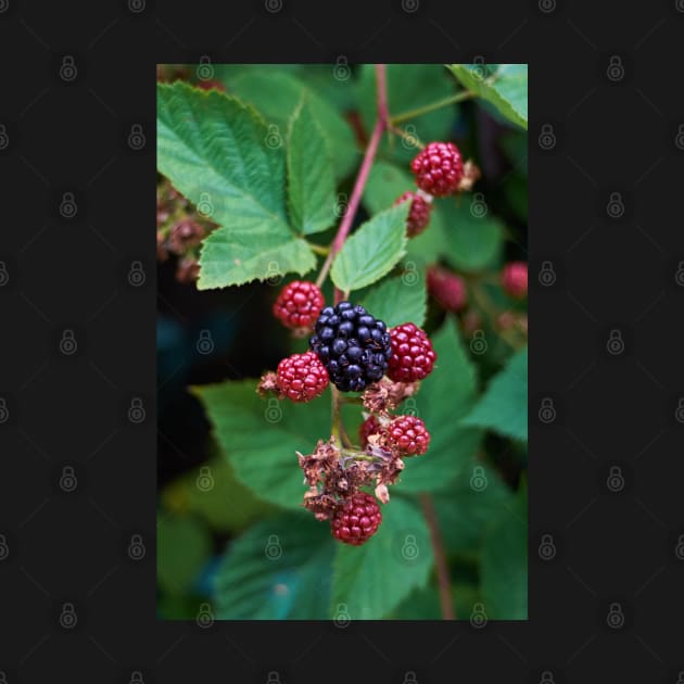 Blackberry by mbangert