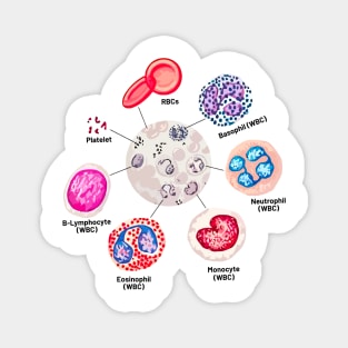 Blood cells. RBCs. WBCs, Basophil, Platelet, thrombocyte, Neutrophil, B-Lymphocyte, Monocyte, Eosinophil. Magnet