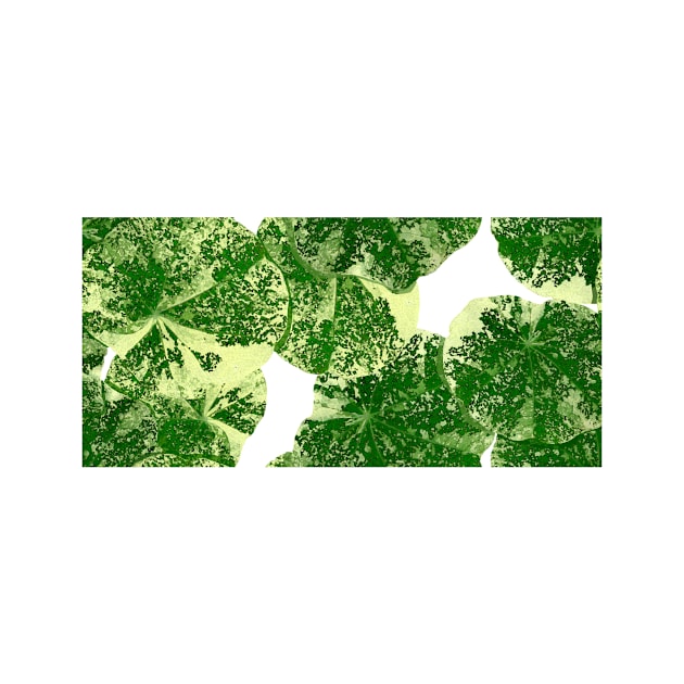 Nasturtium Leaves by EmDash