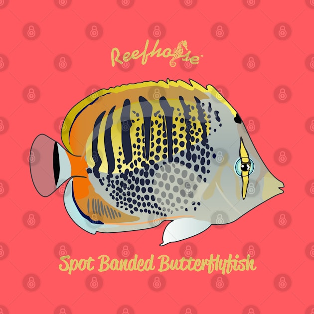 Spot Banded Butterflyfish by Reefhorse