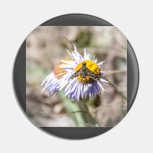 Bee Fly on Aspen Fleabane Wildflower by Debra Martz Pin