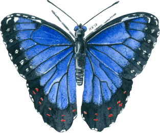 Blue Morpho butterfly watercolor painting Magnet