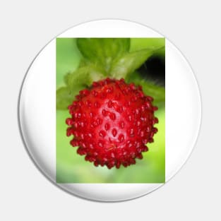 Red berry of Potentilla indica - mock strawberry Pin