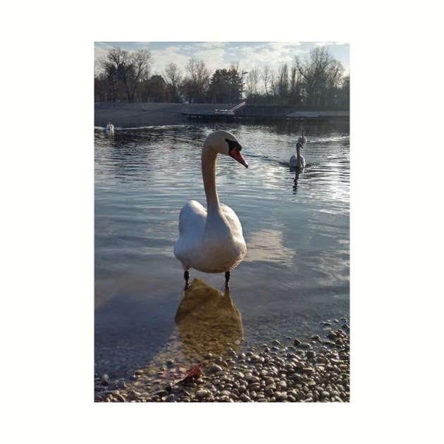 Swan photo by Milena93