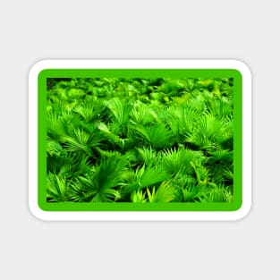 Green palm trees Magnet