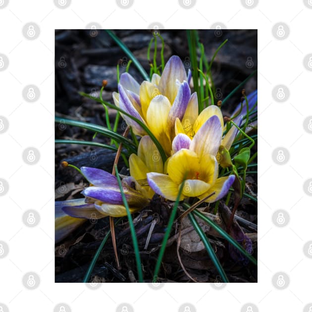 Spring Crocus 4 by Robert Alsop