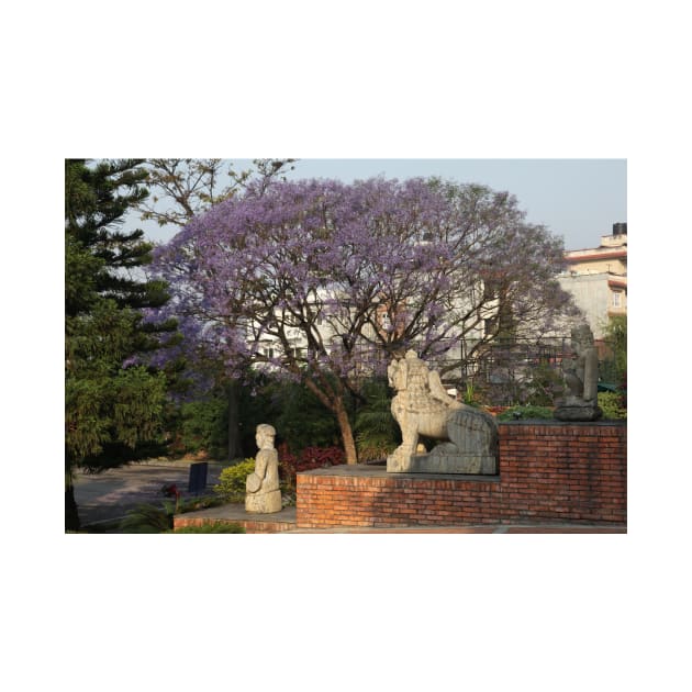 Kathmandu Jacaranda by JohnDalkin