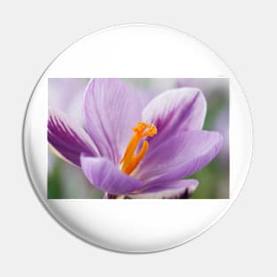 Crocus  'Spring Beauty' Pin