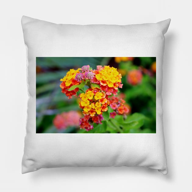 Lantana Clusters Pillow by Cynthia48