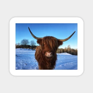 Scottish Highland Cattle Cow 2281 Magnet