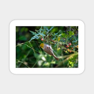 Verdin Snagging Insects From the  Agarita Magnet