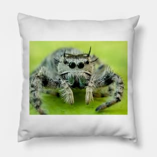 Jumping spider Pillow