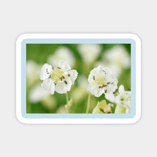 Silene maritima  Sea campion Magnet