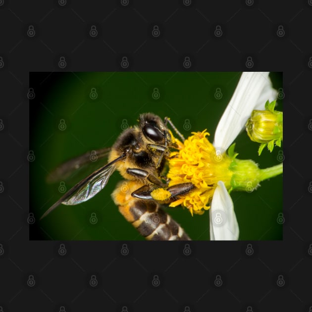 Unique and organic photo of a pollinated bee on a flower by AvonPerception