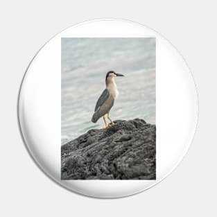 Black-crowned night heron of hawaii 5 Pin