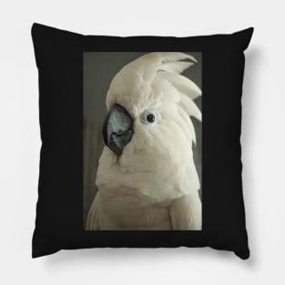 Umbrella cockatoo parrot bird portrait Pillow