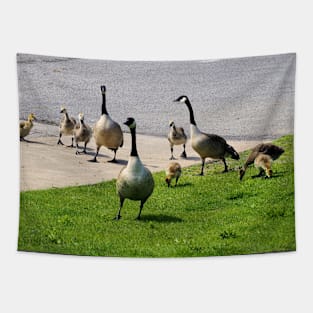 Multiple Young Canada Goose Goslings Tapestry