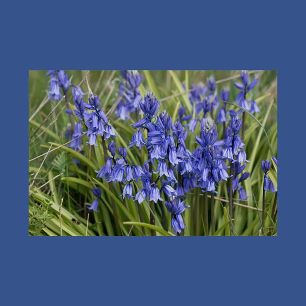 English Wild Flowers - Clump of Bluebells by Violaman